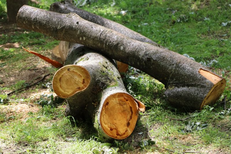 Dead Branch Removal in Allentown, PA