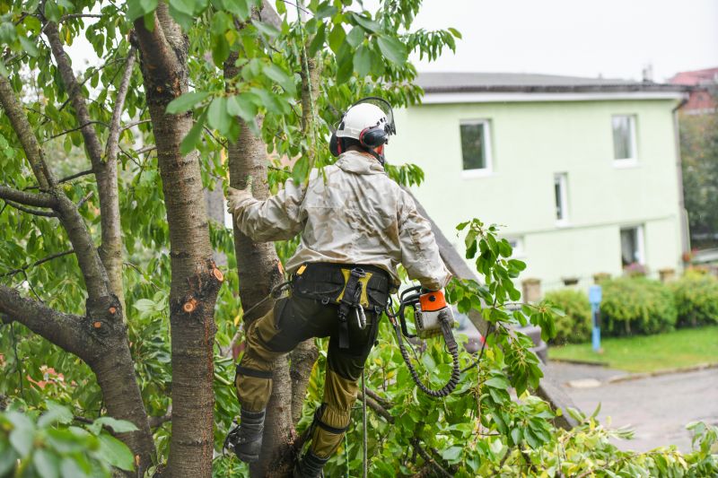 Local Tree Care Pruning pros at work