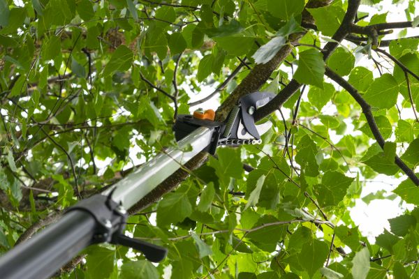 Tree Care Pruning Service