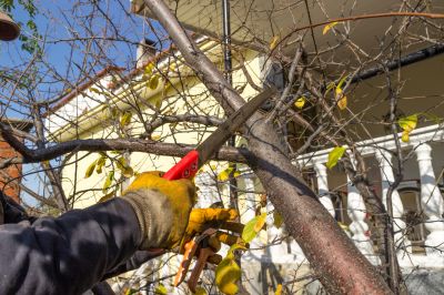 Tree Care Pruning