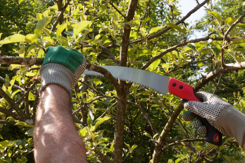 Tree Care Pruning