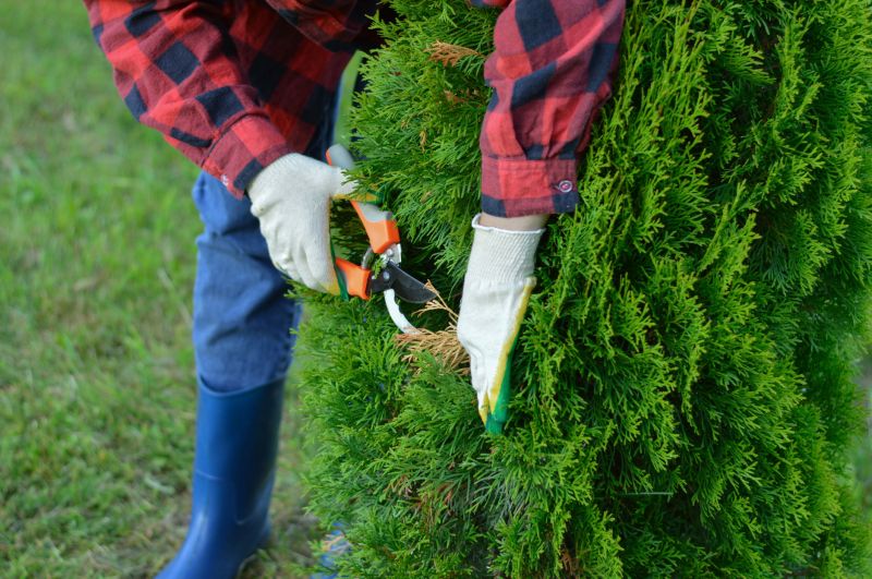 Tree Care Pruning