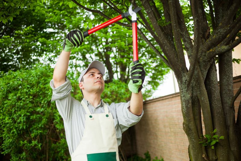 Tree Care Pruning