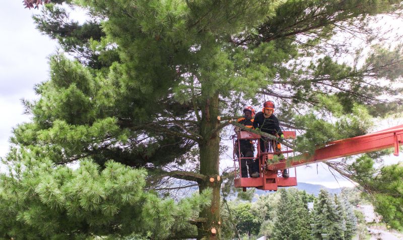Tree Care Pruning