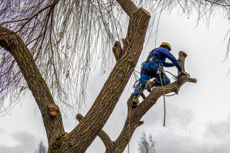 Tree Care Pruning