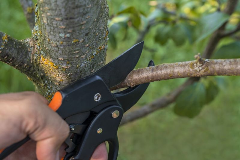 Tree Care Pruning