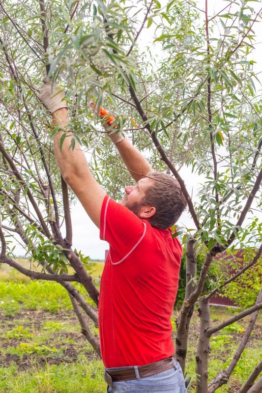Tree Care Pruning