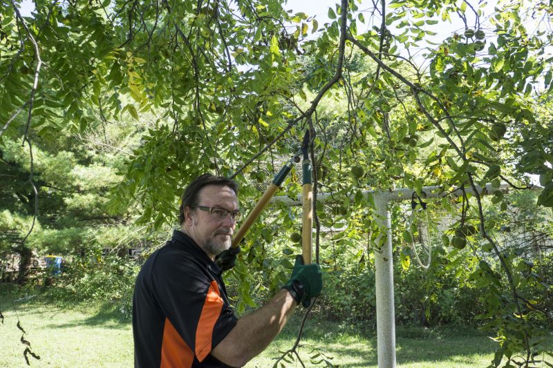 Tree Care Pruning