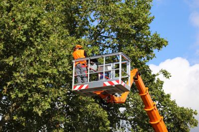 Tree Care Pruning
