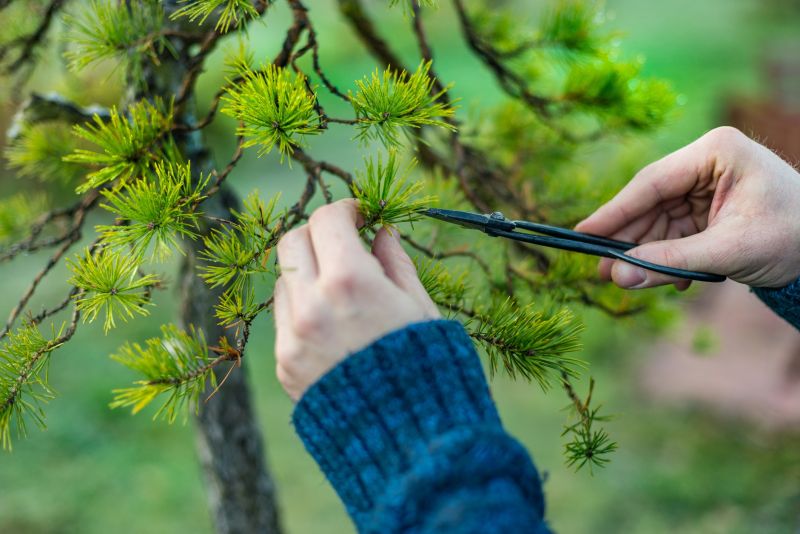 Tree Care Pruning