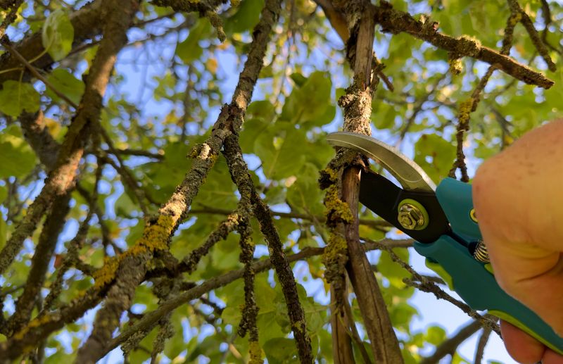 Tree Care Pruning