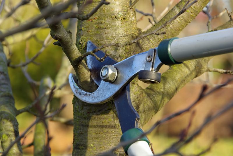 Tree Care Pruning
