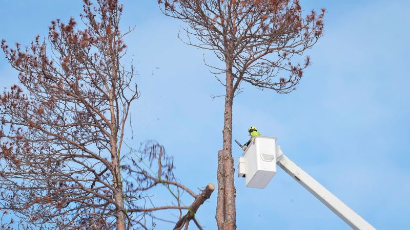 Tree Maintenance Service