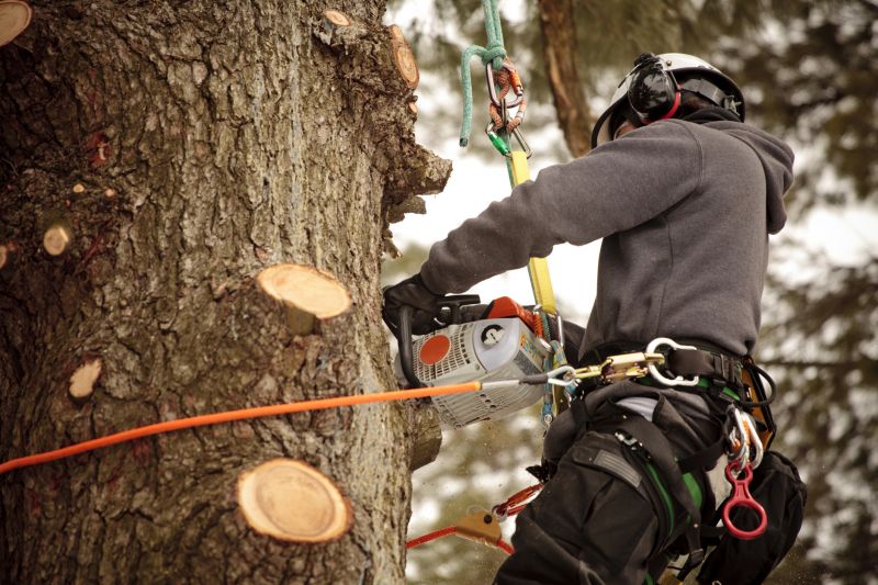 Arborist Performing Tree Pruning