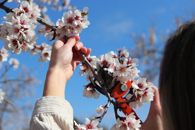 Spring Pruning Benefits